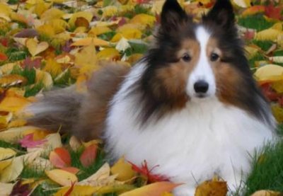 ​狗狗中暑状态？狗狗中暑缓解后 表现