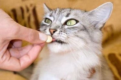 ​狗狗怎么知道自己临终，狗狗怎么知道自己临终了