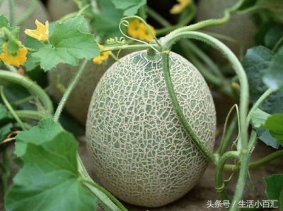 哈密瓜的功效 哈密瓜是热性还是凉性 具体功效如何?
