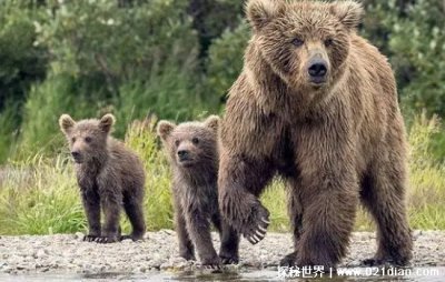 熊的天敌是什么动物,处在食物链顶端没有任何天敌
