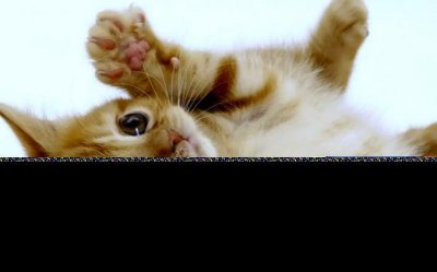 晚上听到猫叫要死人是真的吗 晚上听到猫叫怎么化解