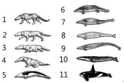 ​巴基兽进化鲸鱼兽，说出来你可能不信，鲸鱼的祖先长得竟像一条狗