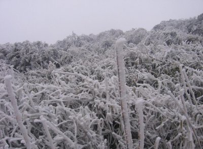 ​忆湖南2008年冰灾