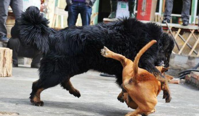 藏獒跟比特犬打架,结果令人目瞪口呆!