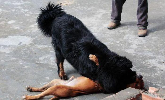 藏獒跟比特犬打架,结果令人目瞪口呆!