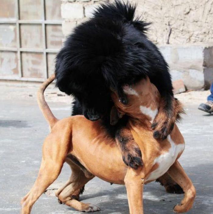 藏獒跟比特犬打架,结果令人目瞪口呆!