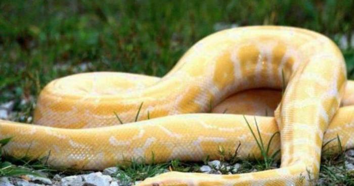 人被大蛇吞食了,带有一把锋利的刀,有可能切开蛇腹逃生吗?