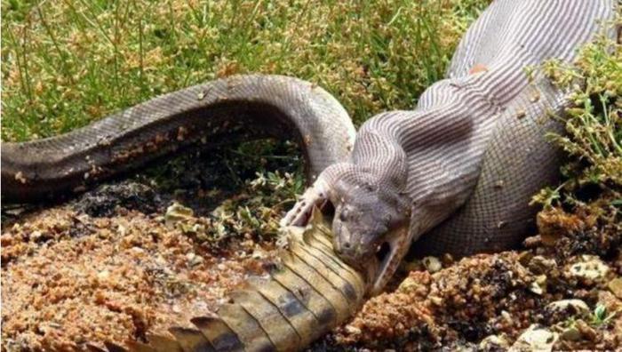 人被大蛇吞食了,带有一把锋利的刀,有可能切开蛇腹逃生吗?