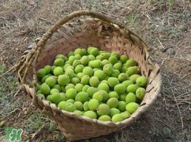 青杏怎么吃?青杏怎么做好吃? 青杏怎么吃?青杏怎么做好吃?