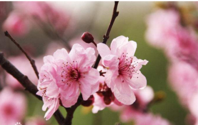 ​桃月是指几月