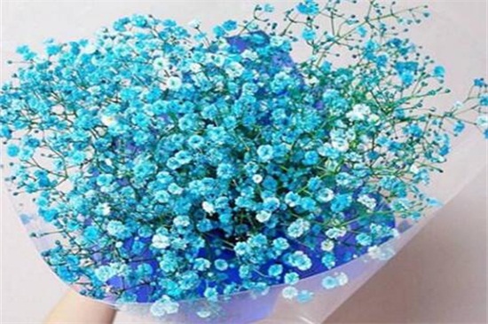 满天星的花语是什么(图)(图3)