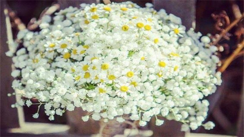 满天星的花语是什么(图)(图2)