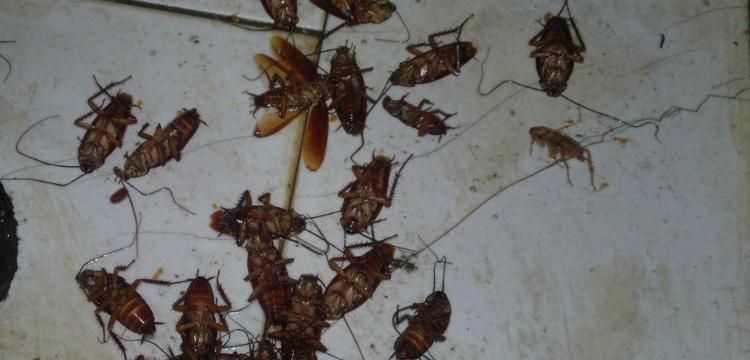 人睡着了蟑螂会咬人,人睡着了蟑螂会咬人吗会痛吗