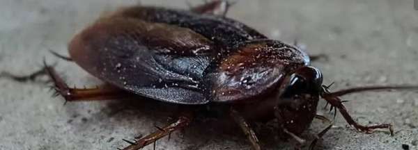 人睡着了蟑螂会咬人,人睡着了蟑螂会咬人吗会痛吗图1