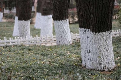 ​冬天为什么要给树木刷石灰水？据说给树刷石灰水是为了防虫？