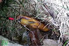 钓黄鳝用什么饵料？用什么钓黄鳝最好？