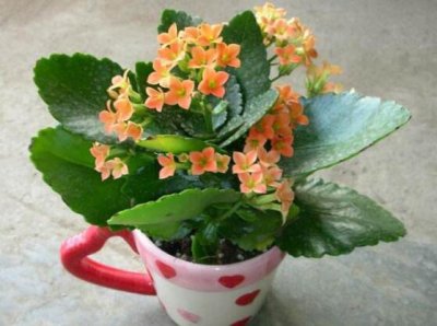 ​长寿花有毒吗（长寿花有毒吗，长寿花能放入卧室养吗）