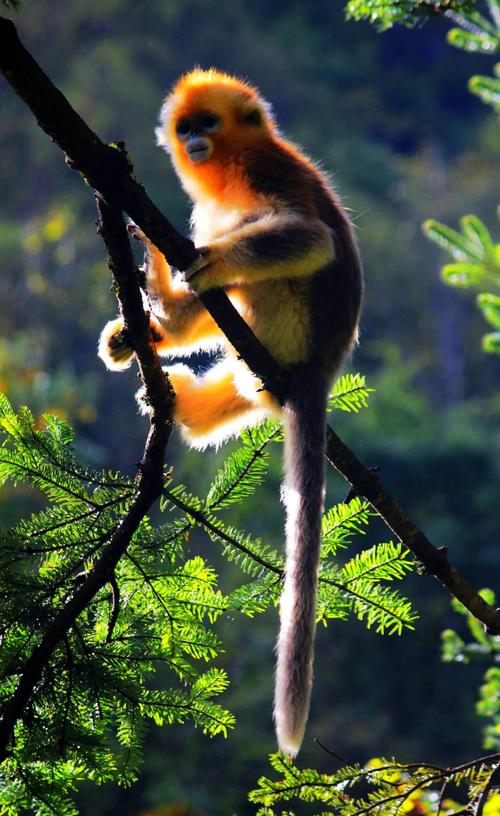 3、金丝猴自然保护区