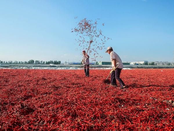 如何晒干辣椒不会烂,红辣椒怎么才能晒干但不烂皮图8