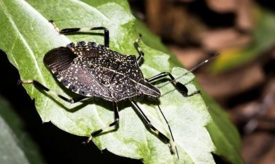 ​开着灯睡臭虫还会跑出来吗,开着灯睡臭虫还会跑出来