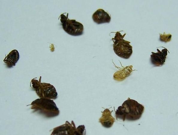 开着灯睡臭虫还会跑出来吗