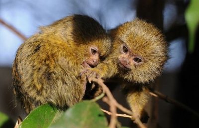 ​世界上最小的猴子：侏狨外貌酷似松鼠