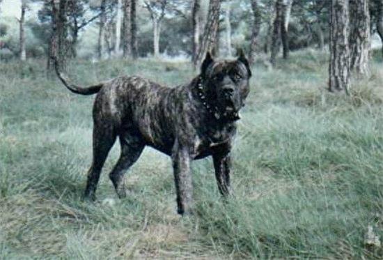 杀人恶犬——脾气狂暴好斗成性的加纳利犬