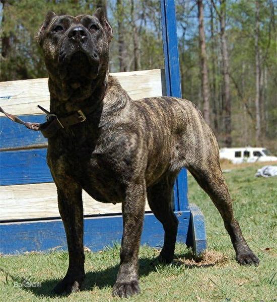 杀人恶犬——脾气狂暴好斗成性的加纳利犬