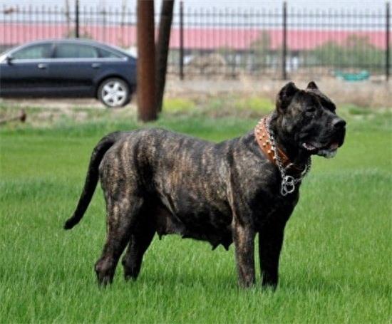 杀人恶犬——脾气狂暴好斗成性的加纳利犬