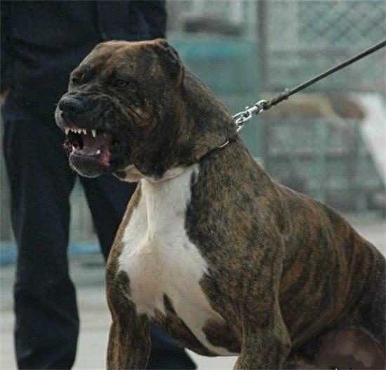 杀人恶犬——脾气狂暴好斗成性的加纳利犬