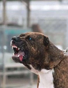 ​杀人恶犬-脾气狂暴好斗成性的加纳利犬