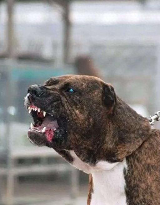 杀人恶犬——脾气狂暴好斗成性的加纳利犬