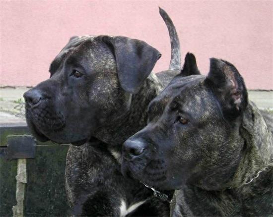 杀人恶犬——脾气狂暴好斗成性的加纳利犬