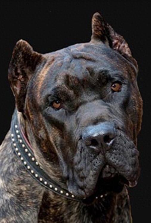 杀人恶犬——脾气狂暴好斗成性的加纳利犬