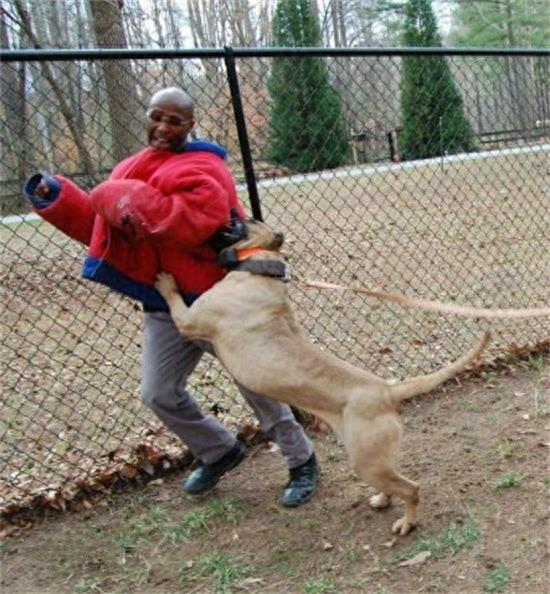 杀人恶犬——脾气狂暴好斗成性的加纳利犬