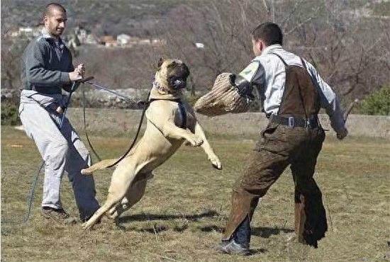 杀人恶犬——脾气狂暴好斗成性的加纳利犬