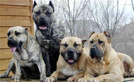 杀人恶犬——脾气狂暴好斗成性的加纳利犬