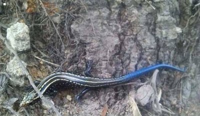 ​蓝尾石龙子是几级保护动物，舌蓝尾石龙子是不是保护动物？