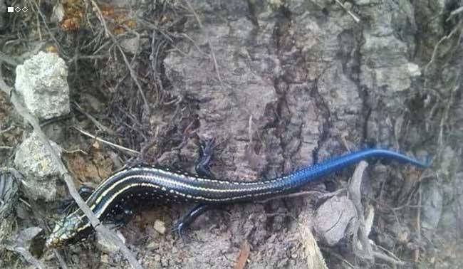 舌蓝尾石龙子是不是保护动物