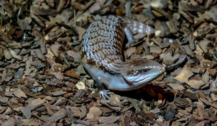 蓝舌是国家保护动物吗