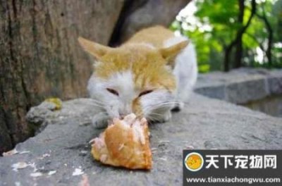 ​狸花猫吃什么猫粮好？猫粮怎么挑选？