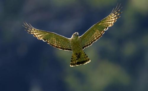 索尼数码相机使用教程(索尼数码相机老款)-第1张图片-