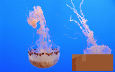 ​我们吃的海蜇是水母吗？海蜇是水母吗有毒吗