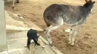 ​脑袋让驴踢了怎么办(脑袋让驴踢了的歇后语)