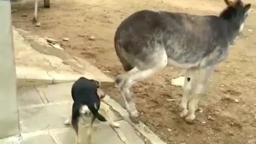 脑袋让驴踢了怎么办(脑袋让驴踢了的歇后语)-第1张图片-