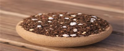 ​多肉植物种植基质的主要作用是什么