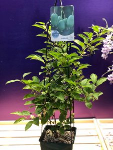 ​软枣猕猴桃和猕猴桃的区别，是野生的吗