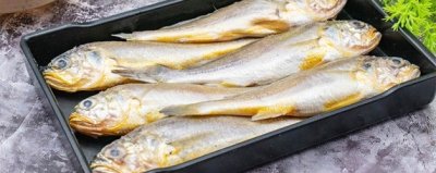 ​鲫头鱼和小黄花鱼区别