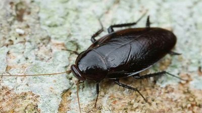 ​卧室有蟑螂怎么办