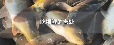​吃裸鲤的害处